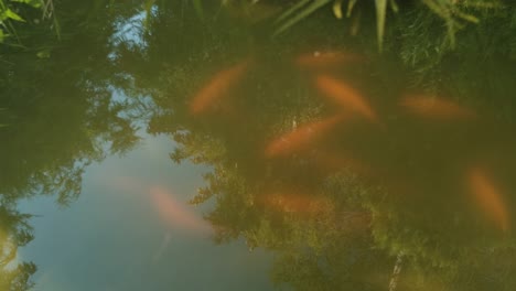 Reflejo-En-El-Agua-Con-Peces-Naranjas-Borrosos-Nadando-En-El-Estanque,-Estado-De-ánimo-Atmosférico