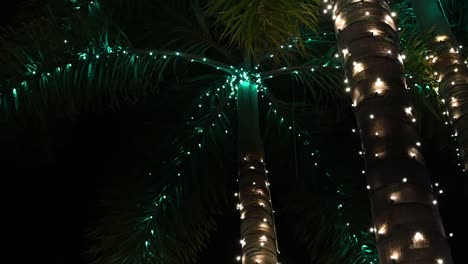 christmas lights on palm trees