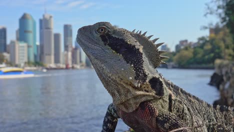 Un-Dragón-De-Agua-A-Orillas-Del-Río-Observa-Pasar-Un-Ferry-De-La-Ciudad