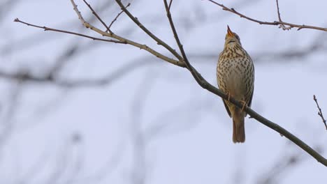 Pájaro-Thrasher-Marrón-Pájaro-En-La-Rama-De-Un-árbol-Fuera