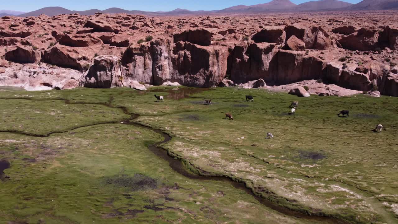 las llamas pastan en el exuberante valle verde, valle de las rocas, bolivia