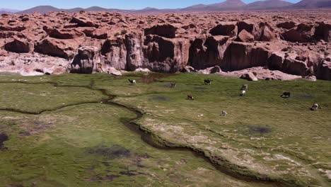 Llamas-Graze-In-Lush-Green-Valley,-Valle-De-Las-Rocas-Rocks,-Bolivia