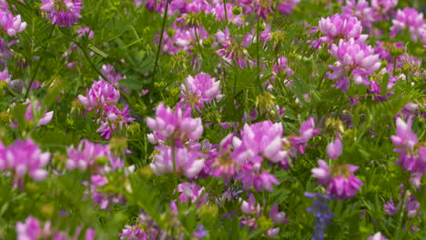 Bunte-Rosa-Wildblumen,-Die-Auf-Einer-Wiese-Blühen