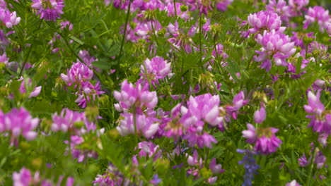 coloridas flores silvestres rosas que florecen en un prado