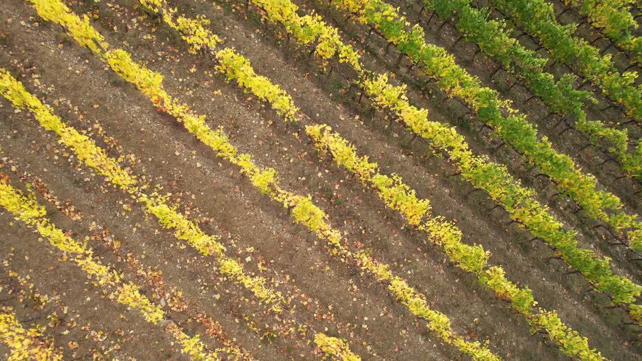 temporada de otoño, vuelo circular sobre filas de viñedos amarillos en el área de chianti classico cerca de san casciano en val di pesa, italia