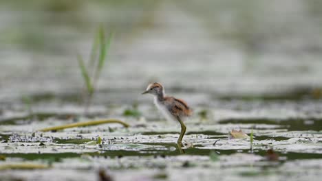 chicks of pheasant tailed jacana - close up in morning on floating leaf of water lily