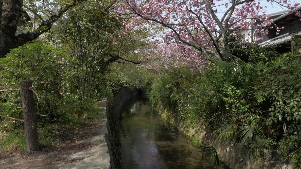 flor de cerezo, camino de los filósofos en kyoto - japón