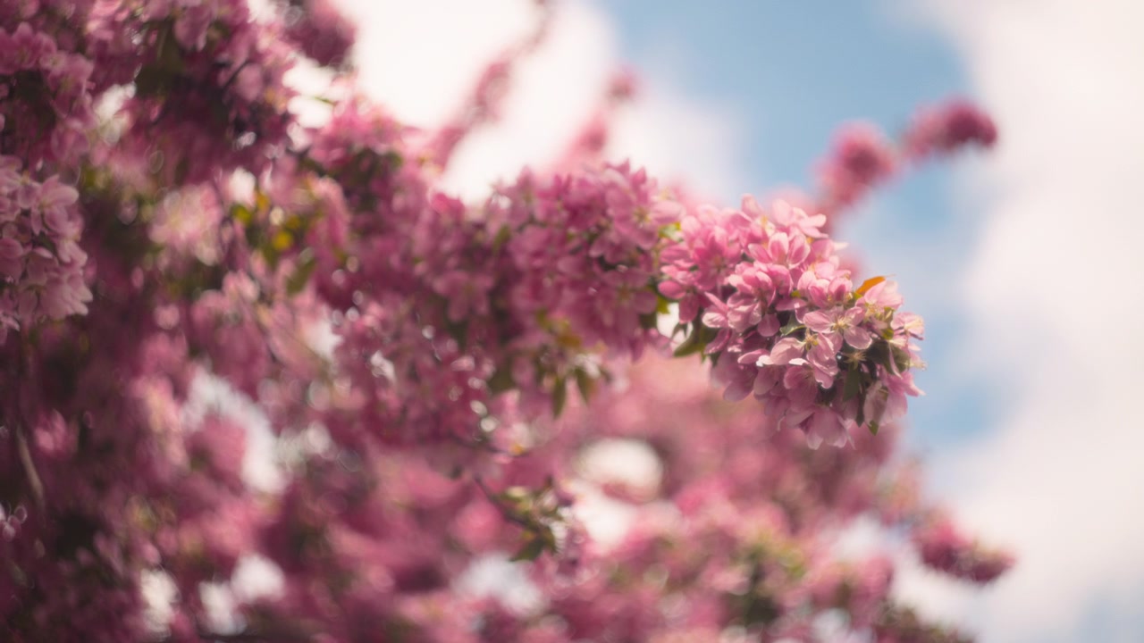 Pink cherry tree blooming in spring