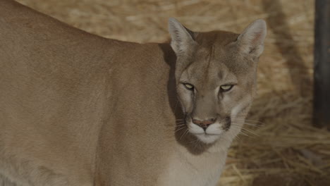 una hembra de león de montaña acechando a su presa en cámara lenta en un clima árido del desierto - al estilo de un documental de la naturaleza