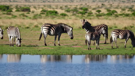 zebras drinking at a watering hole in the savanna