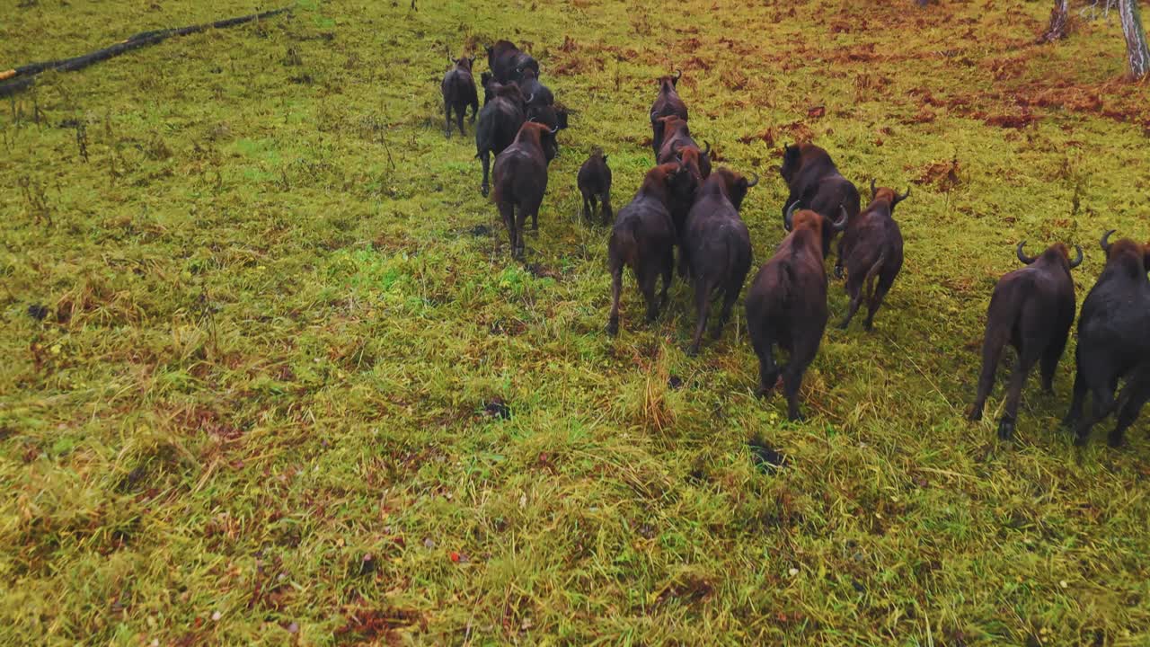 Bison Herd in Autumn Forest