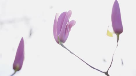 delicate pink magnolia blossoms