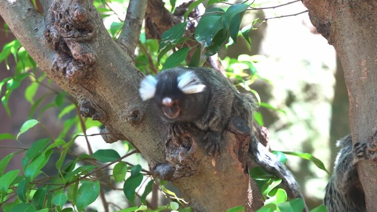 Wildlife close up shot of a cute little common marmoset, callithrix jacchus sitting on top of the tree, wondering around its surrounding environment