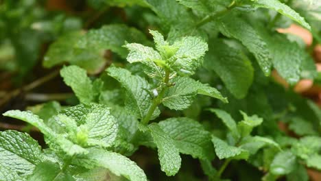 Detalle-De-Las-Hojas-De-La-Planta-De-Menta