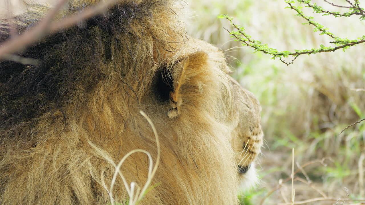 Boční pohled na lva odpočívajícího na savaně za denního světla v rezervaci Central Kalahari Game Reserve, Botswana