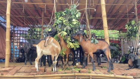 Schwarze-Bengal-Ziegen,-Die-Blätter-In-Einer-Farmhütte-In-Bangladesch-Essen