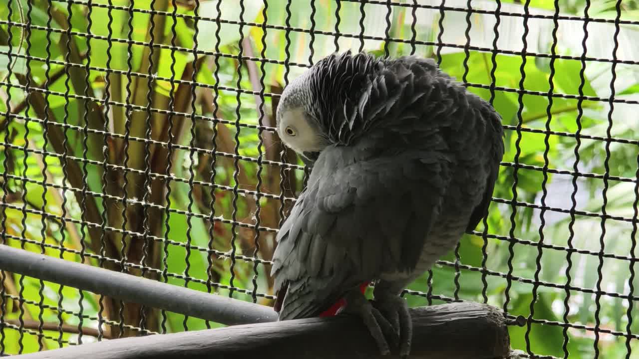loro gris en una jaula