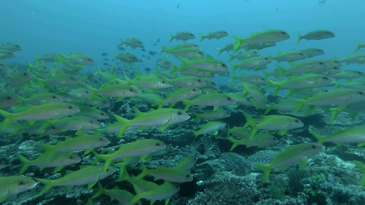 노란색 염소 물고기의 큰 무리는 산호 바닥 위의 파란 물에서 천천히 헤엄 니다. 노란색 수염 염소물고기 - mulloidichthys vanicolensis, 발리, 오세아니아, 인도네시아
