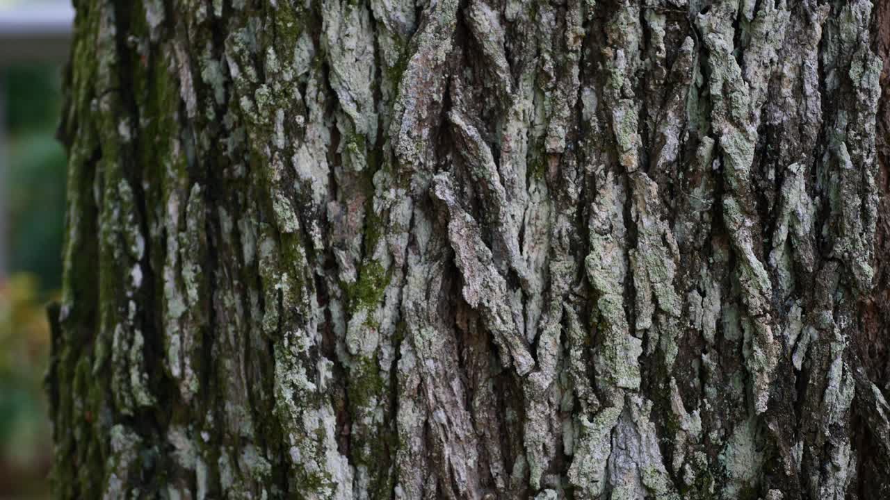 Close up of natural green moss on oak texture
