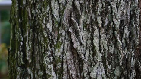 Close-up-of-natural-green-moss-on-oak-texture