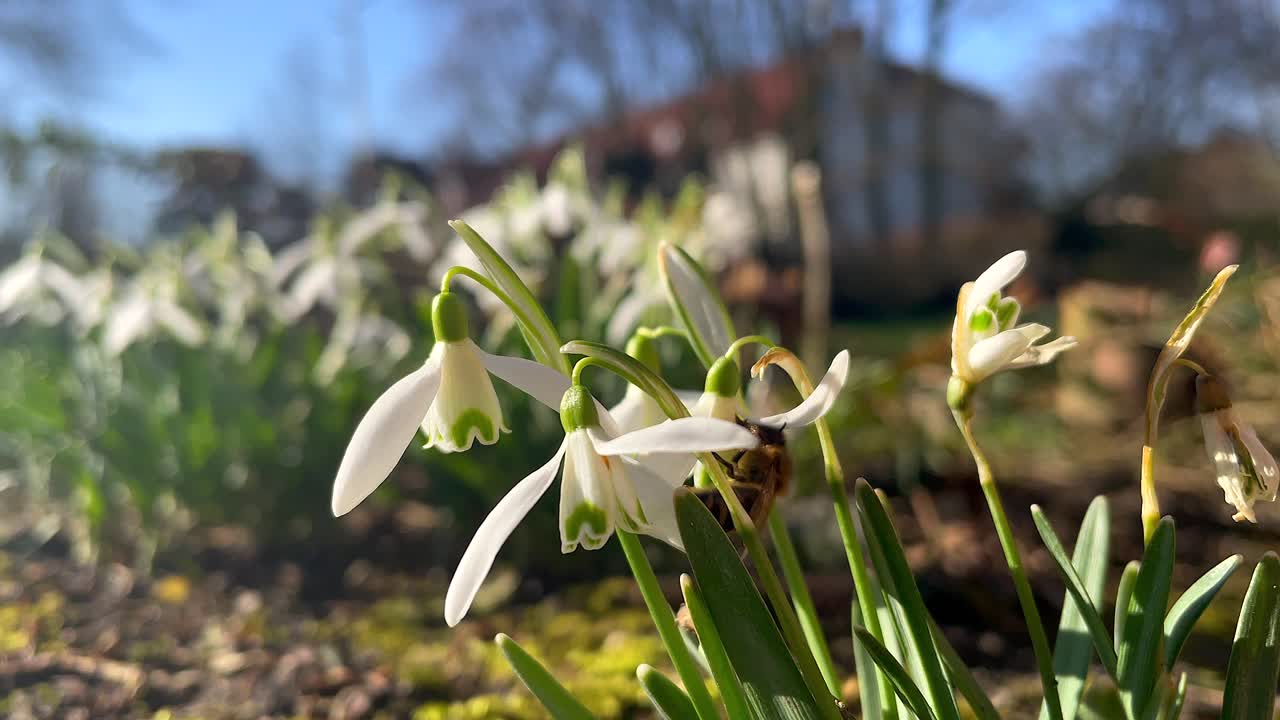Ape selvatica che si arrampica su un fiore di giglio bianco e raccoglie il nettare.