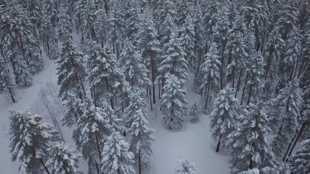 Aerial video view of a snow-covered forest, capturing tall pine trees from above