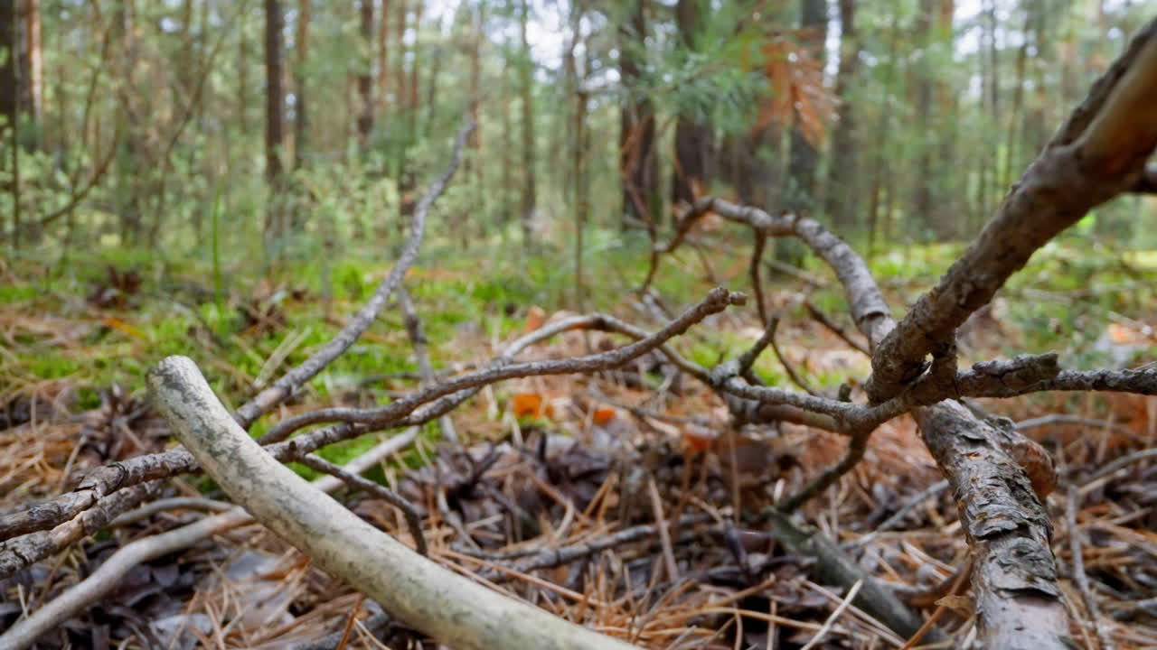 árboles de abeto ramificados y agujas secas en el bosque profundo en cámara lenta