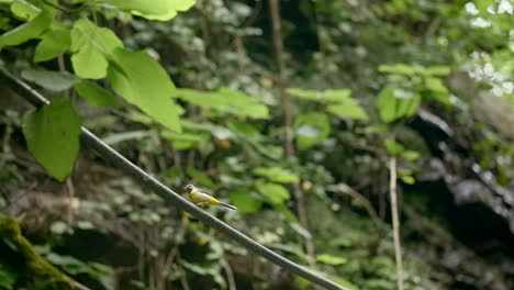 small yellow bird perched on a branch in a lush forest