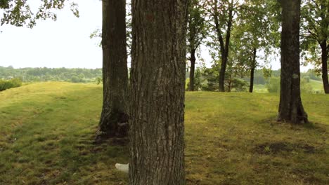 Girl-hugging,-walking-around-the-tree