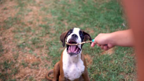 a young boxer puppy being teased by its owner with a small stick