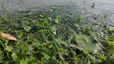 water flows over vibrant green grass and leaves in a serene nature scene