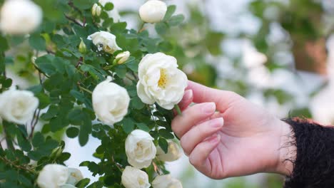 close-up of a woman's hand touching wild white roses with care and delicacy