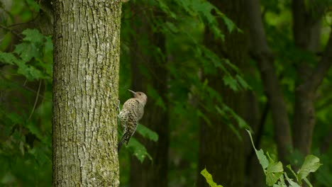 stunning close up of northern flicker clinging to a tree trunk, taking flight