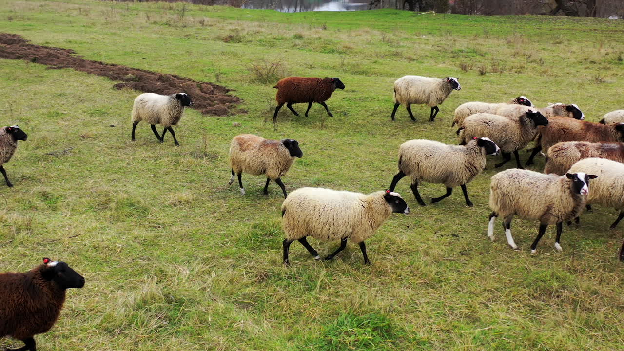 Flock of fluffy colored sheeps on a farm in countryside. Cute domestic animals on a green meadow.
