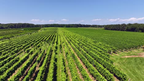 Una-Vista-Aérea-De-Un-Gran-Viñedo-En-Hamptons,-Nueva-York-En-Un-Día-Soleado