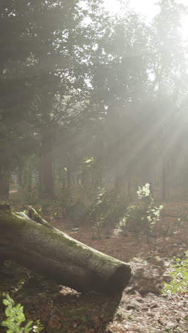 forest sunlight and fog