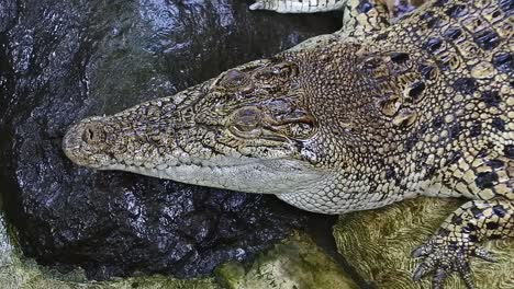 cocodrilo con la boca cerrada