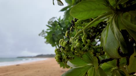 tropical beach plants
