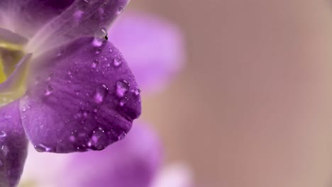 4K-Beautiful-Fresh-Purple-Orchid,-Close-Up