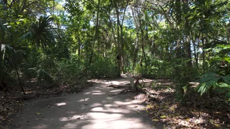 Ruhiger-Wanderweg-Im-Kolumbianischen-Tayrona-Nationalpark