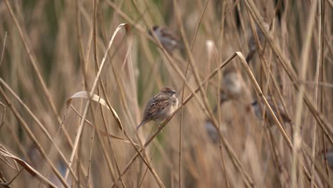 Weiblicher-Haussperling-Passer-Domesticus-Thront-Auf-Schilf,-Bokeh-Nahaufnahme