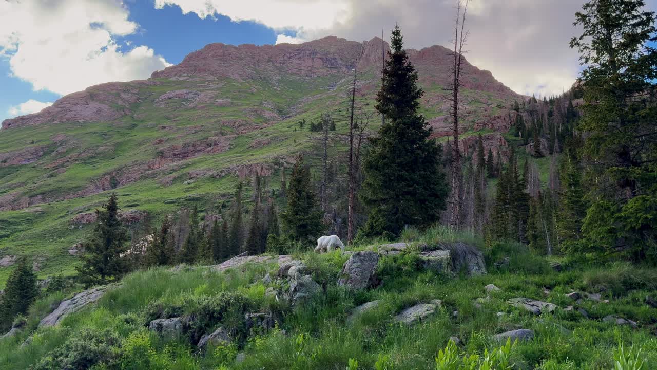 cabras de montaña peludas vida silvestre naturaleza animales mamíferos campamento colorado cuenca de chicago lagos gemelos sendero arroyo aguja silverton colorado montañas rocosas paisaje mochilero senderismo prados estáticos