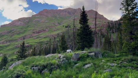 Zottelige-Bergziegen-Tierwelt-Natur-Tier-Säugetier-Camping-Campingplatz-Colorado-Chicago-Becken-Zwillingsseen-Needle-Creek-Trail-Silverton-Colorado-Rocky-Mountains-Landschaft-Rucksackreisen-Wandern-Wiesen-Statisch