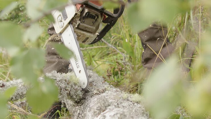 Person using a chainsaw to cut down a tree
