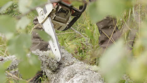 person using a chainsaw to cut down a tree