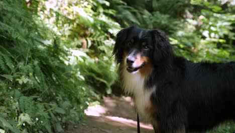 medium shot of smiling mini australian shepherd out on a hiking trail