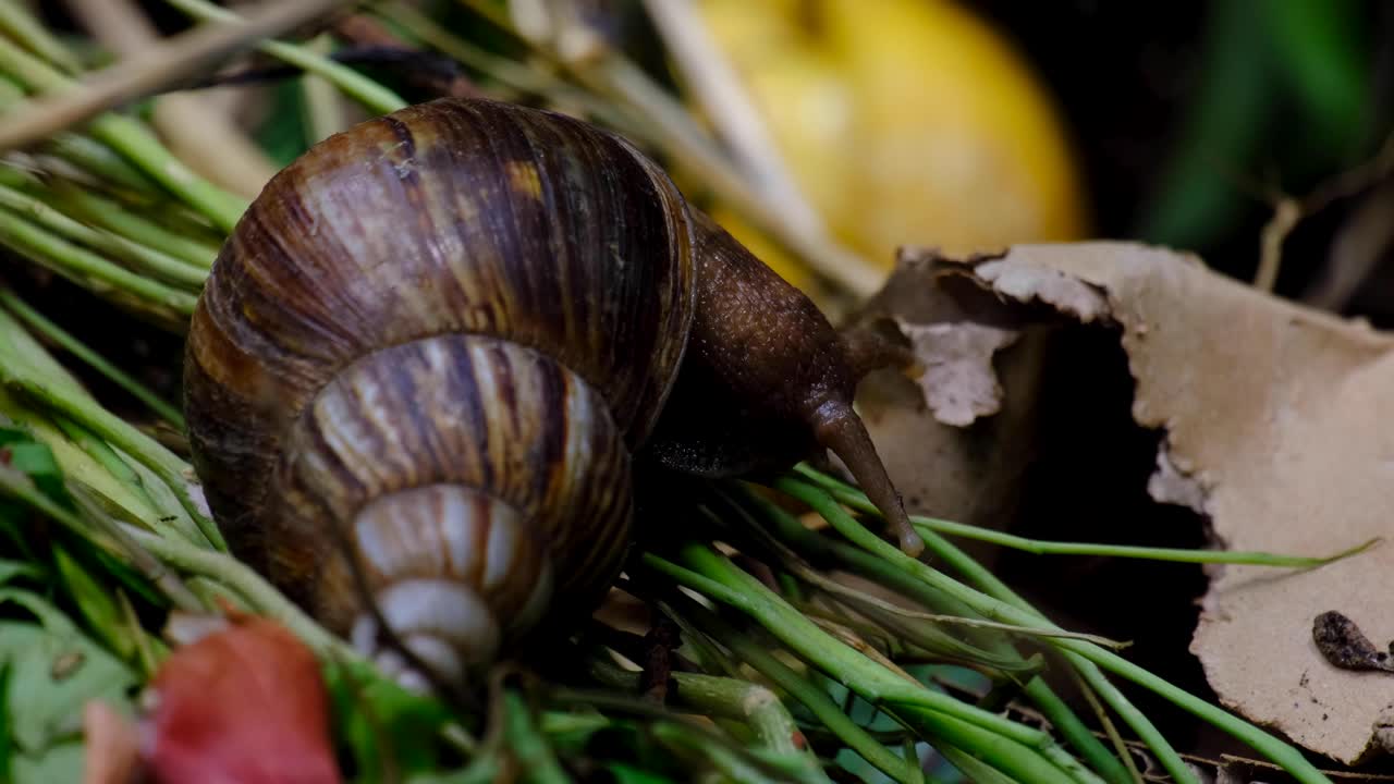 Close up of large Giant African land snail with brown conical shell feeding on herbivore diet of decaying vegetable and plant matter in the garden