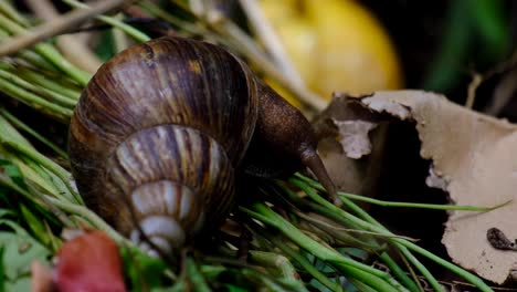 close up of large giant african land snail with brown conical shell feeding on herbivore diet of decaying vegetable and plant matter in the garden