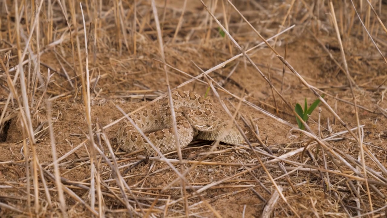 Western Rattlesnake Resting Among Dry Grass In Natural Habitat