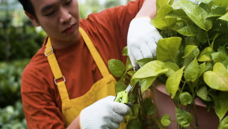 gardener pruning branches